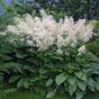 Aruncus dioicus: Bild 1/5