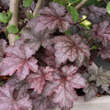 Heuchera 'Amethyst Myst': Bild 1/4