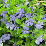 Vinca minor - Immergrün