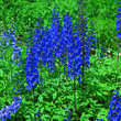 Delphinium cult. 'Finsteraarhorn': Bild 1/2