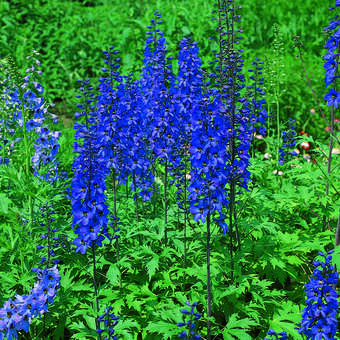 Delphinium cult. 'Finsteraarhorn'