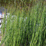 Equisetum hyemale robustum - Winterschachtelhalm