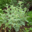 Artemisia absinthium: Bild 2/8