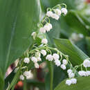 Convallaria majalis - Maiglöckchen