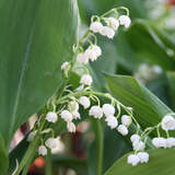 Convallaria majalis - Maiglöckchen