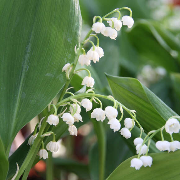 Convallaria majalis: Bild 1/5 Convallaria majalis: Bild 1/5