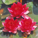 Nymphaea 'Baby Red' - Zwerg-Seerose