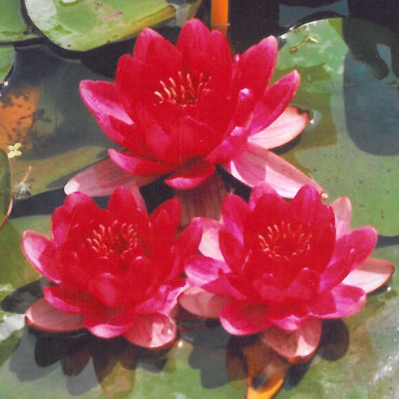 Nymphaea 'Baby Red': Bild 1/1 Nymphaea 'Baby Red': Bild 1/1