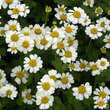 Tanacetum parthenium: Bild 1/6