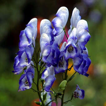 Aconitum cammarum 'Bicolor'