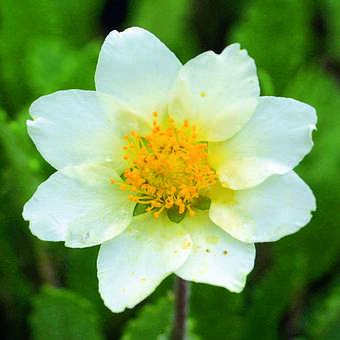 Dryas suendermanii