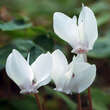 Cyclamen hederifolium 'Album': Bild 1/2