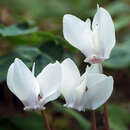 Cyclamen hederifolium 'Album' - Alpenveilchen