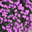 Dianthus gratianopolitanus 'Pink Jewel': Bild 1/2