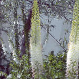 Eremurus himalaicus - Steppenkerze