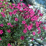 Dianthus deltoides 'Leuchtfunk' - Heidenelke