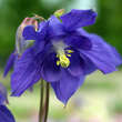 Aquilegia alpina: Bild 1/6