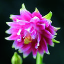 Aquilegia vulgaris 'Nora Barlow' - Gefüllte Akelei