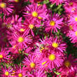 Aster n.b. 'Crimson Brocade': Bild 4/4