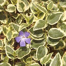 Vinca major 'Variegata' - Buntlaubiges Immergrün