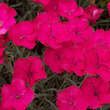 Dianthus gratianopolitanus 'Badenia': Bild 1/3