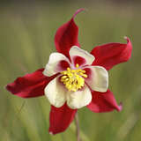 Aquilegia 'Crimson Star' - Akelei