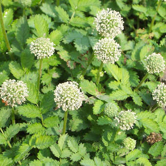 Acaena buchananii