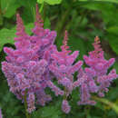 Astilbe chinensis 'Pumila' - Zwerg-Prachtspiere