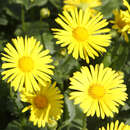 Doronicum orientale 'Magnificum' - Gemswurz