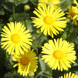 Doronicum orientale 'Magnificum' - Gemswurz