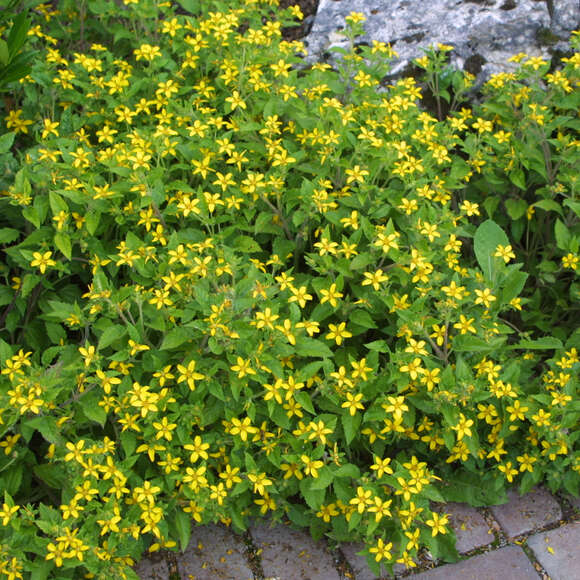Chrysogonum virginianum: Bild 1/4 Chrysogonum virginianum: Bild 1/4