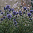 Echinops ritro: Bild 1/3