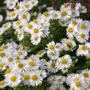 Aster novae-angliae 'Herbstschnee' - Raublatt-Aster