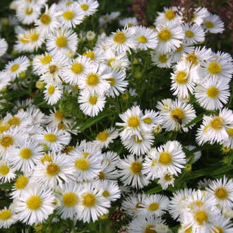 Aster novae-angliae 'Herbstschnee'