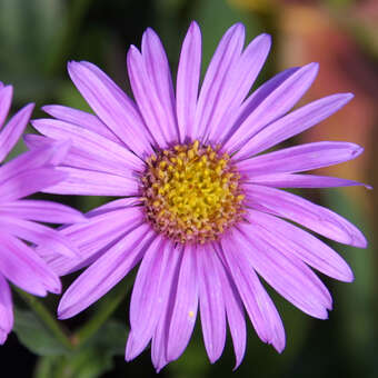 Aster amellus 'Rosa Erfüllung'