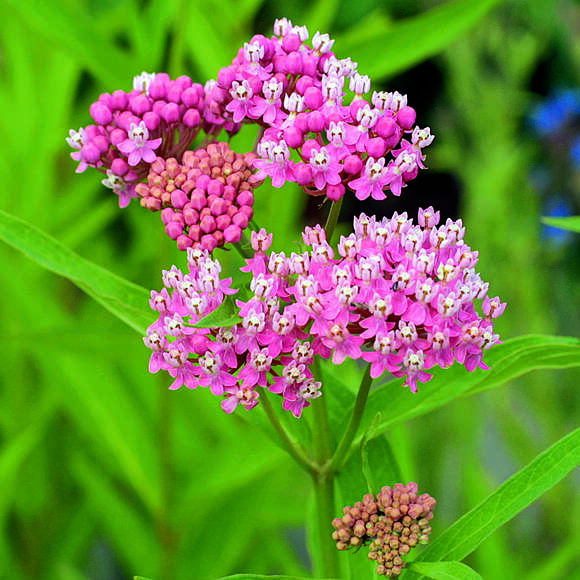 Asclepias incarnata: Bild 2/3 Asclepias incarnata: Bild 2/3