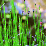 Equisetum scirpoides - Simsenschachtelhalm