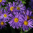 Aster amellus 'Blue King': Bild 1/4