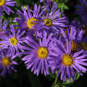 Aster amellus 'Blue King'