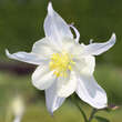 Aquilegia 'Kristall': Bild 1/1