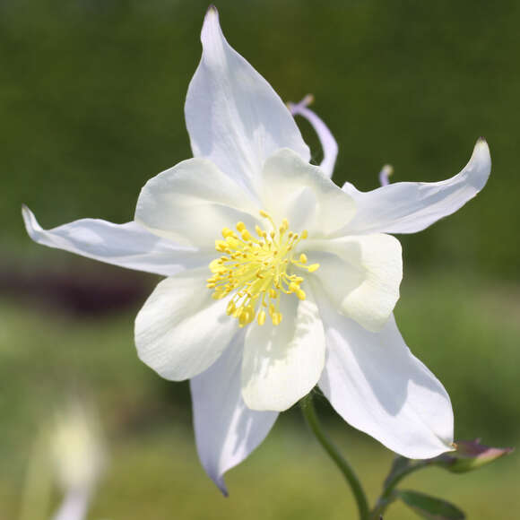 Aquilegia 'Kristall': Bild 1/1 Aquilegia 'Kristall': Bild 1/1
