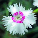 Dianthus plumarius 'Ine' - Federnelke