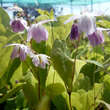 Epimedium youngianum 'Roseum': Bild 1/2