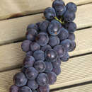 Weinrebe - Vitis vinifera 'Early Campbell'