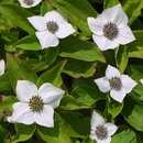 Cornus canadensis - Staudenhartriegel