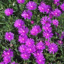 Delosperma cooperi - Mittagsblümchen