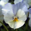 Viola cornuta 'Milkmaid': Bild 1/3