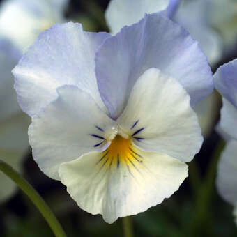 Viola cornuta 'Milkmaid'