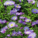 Aster novi-belgii 'Marie Ballard' - Glattblatt-Aster