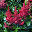 Astilbe japonica 'Montgomery': Bild 2/4